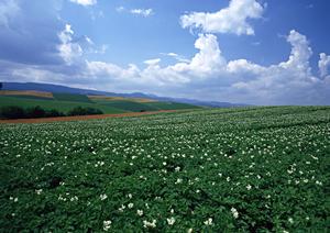 2025年最新版：川越で信頼できる葬儀サービスを選ぶための完全ガイド